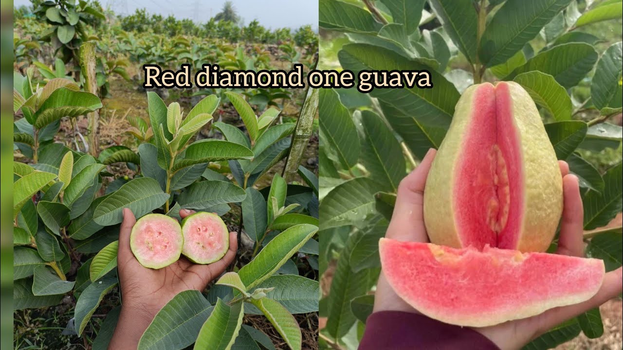 Red diamond one guava fruit plant available all India supply call me 9883187747