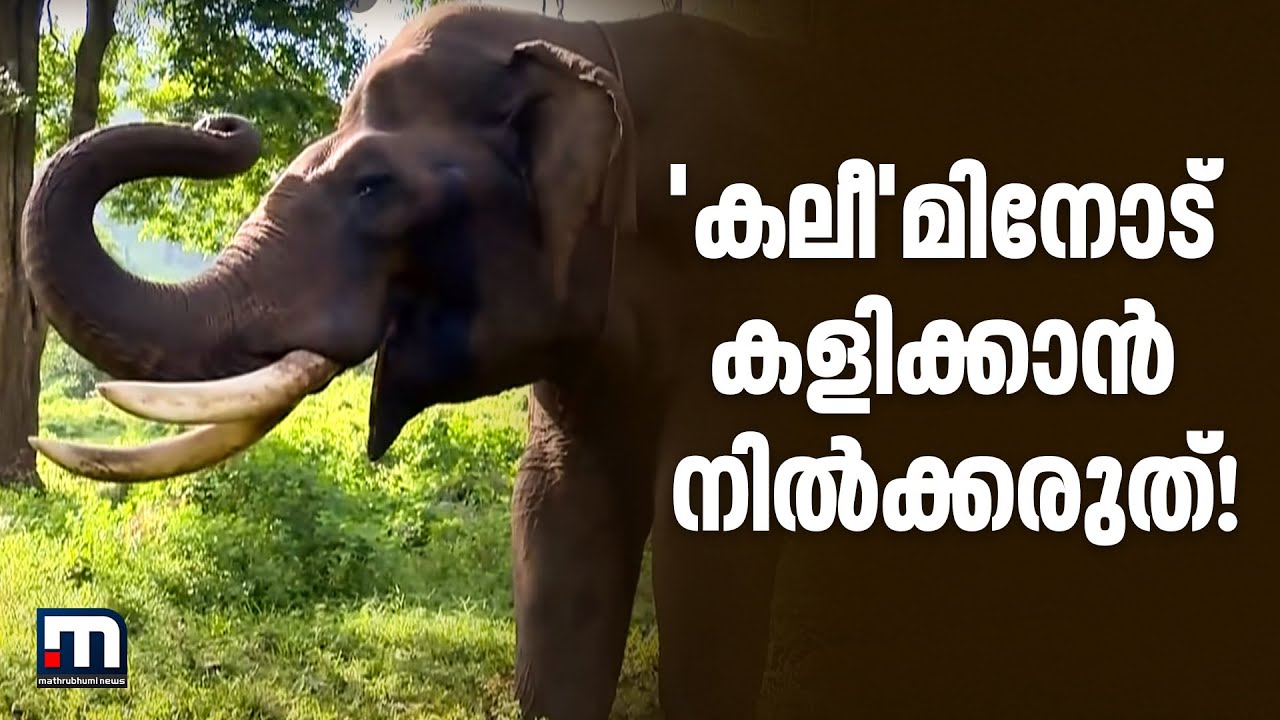 ഇവനോട് കളിക്കാൻ നിൽക്കരുത്! ഏഷ്യയിലെ ഏറ്റവും മികച്ച താപ്പാനയായ 'കലീം' |MathrubhumiNews|ElephantVideo