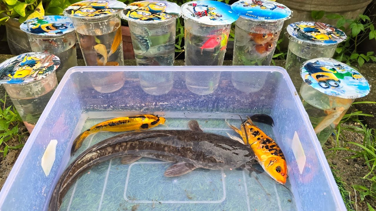 Unboxing Ikan Cupang Hias, Ikan Koki, ikan lele, Ikan Hias, Koi, Guppy, Kelomang, Ikan Channa 51