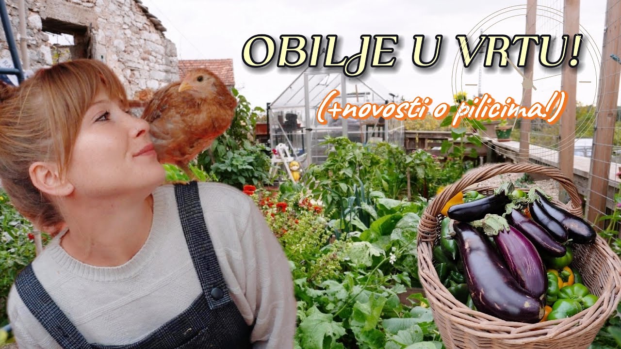 Berba paprika i patlidžana u Studenom🫑🍆 (+druženje s Matildom 🐥)Ep.46