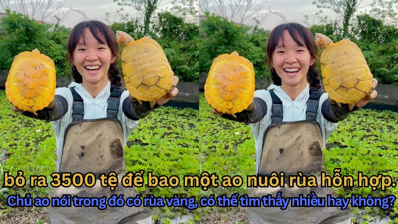 Chi 3500 Tệ Bao Ao ba ba Tìm Thấy Cả RÙA VÀNG Lẫn RÙA CÁ SẤU KHỦNG