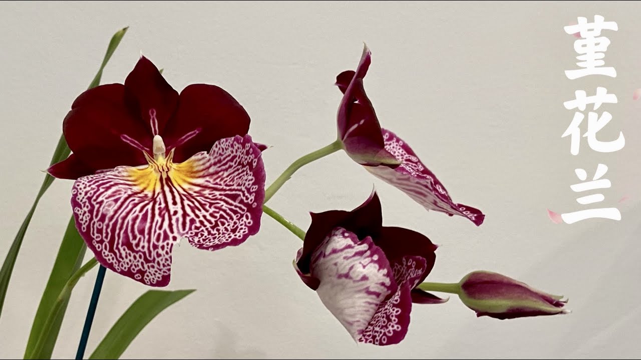 【21374】新手初识堇花兰，Miltoniopsis  //静姐说花821
