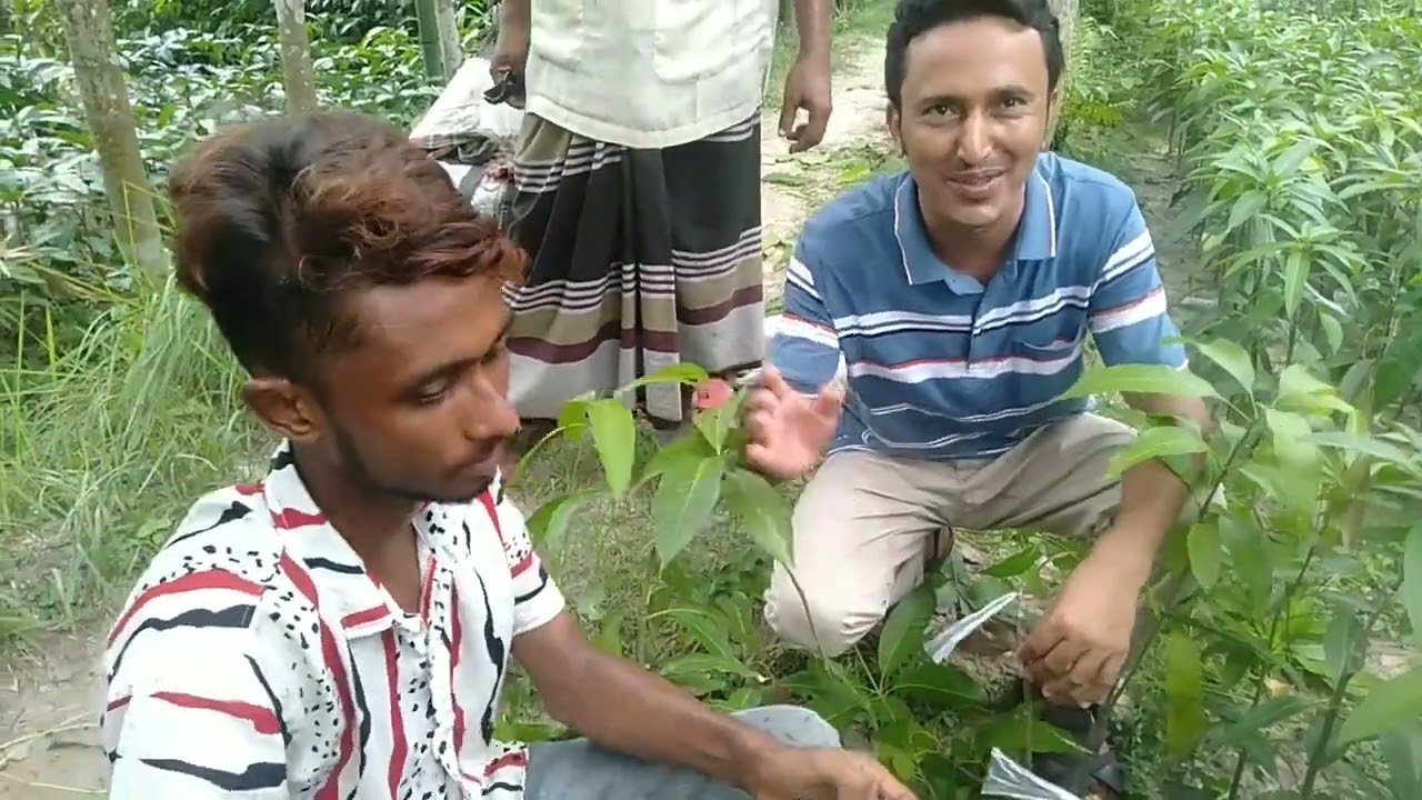 আমের কলম বাধার সহজ পদ্ধতি।  Simple method of blocking Mango pen.