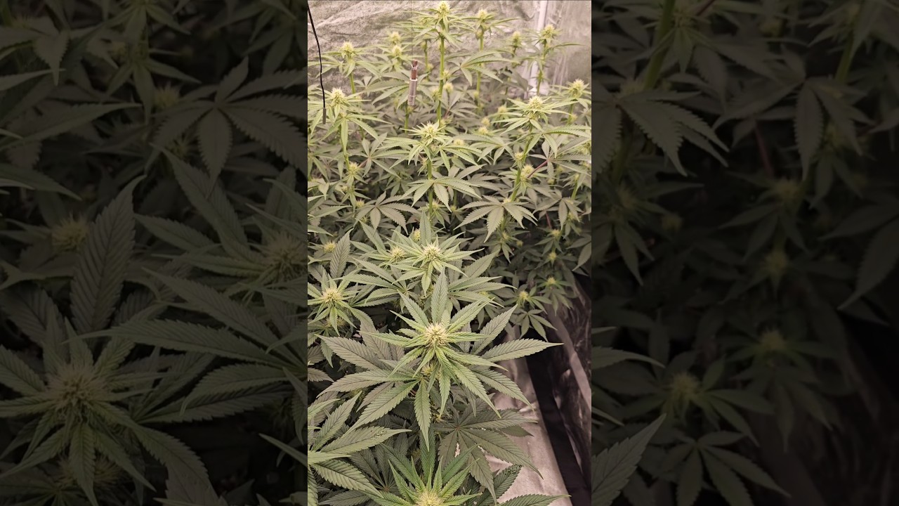 Cherry Poppers  3 Wo Bl&uuml;tephase🌱 #bigplants #plant #shortvideo #cannabislegal #viral #big #bl&uuml;te