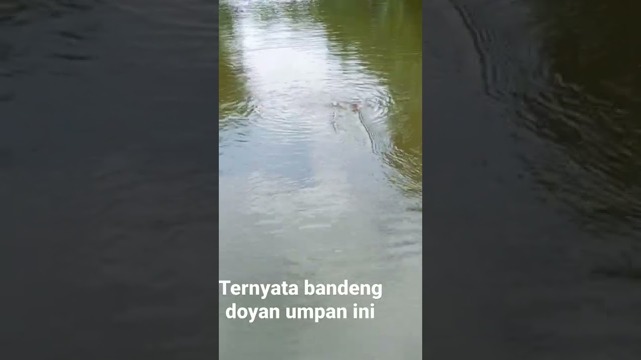 umpan jitu mancing bandeng liar