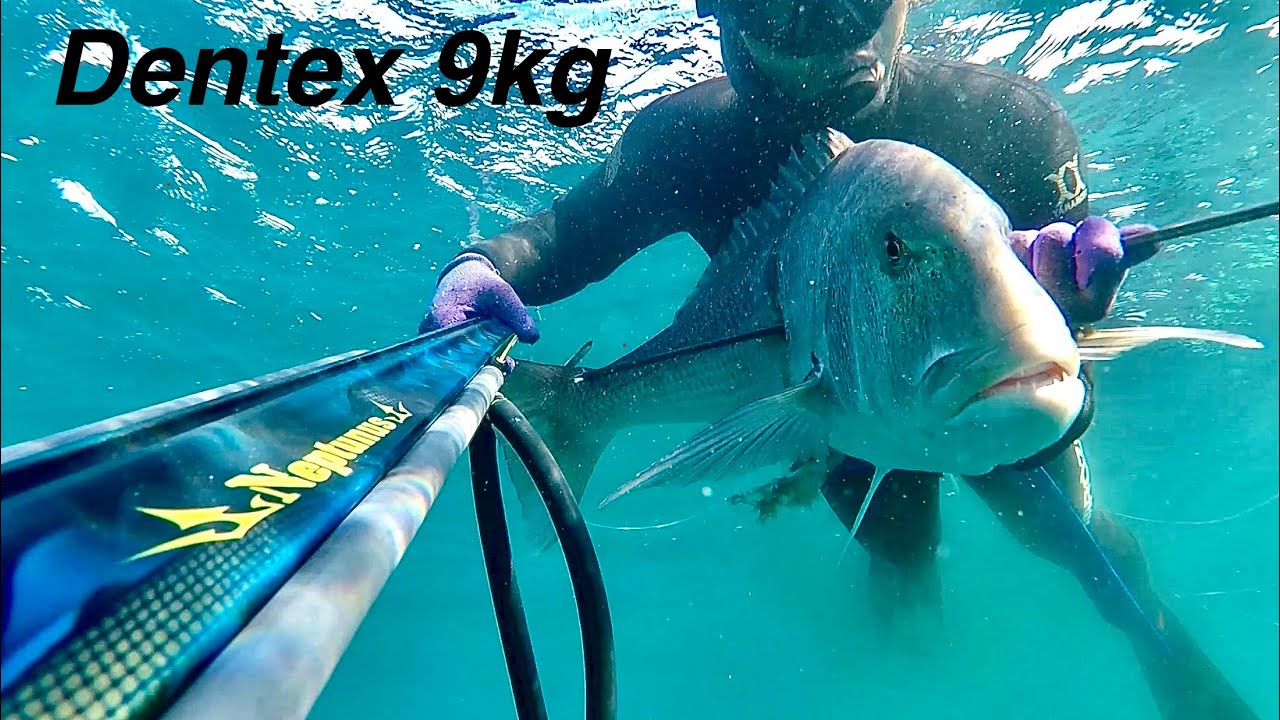 Dentex and grouper Spearfishing with new speargun Neptunus115🔱 specialEdition (dentex 9kg-5kg)