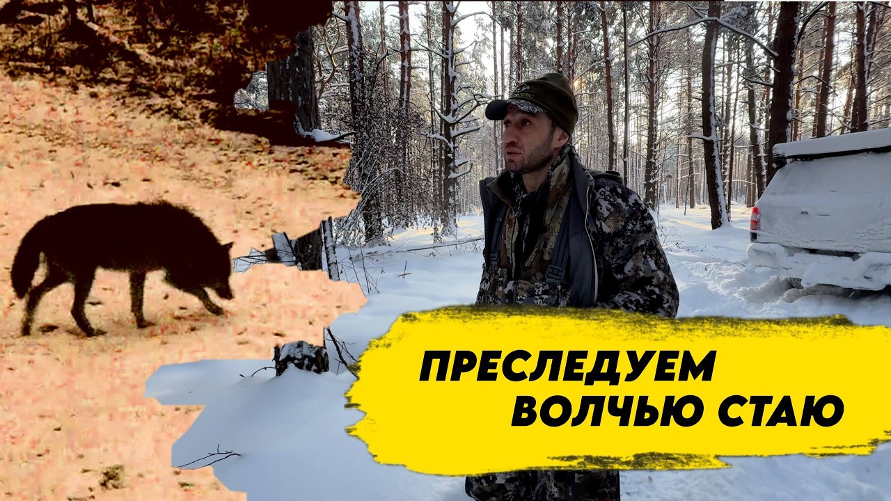 УПУСТИЛИ ВОЛКОВ ИЗ-ЗА СНЕГА! Пошли по следу волков, охота с флажками зимой (огромные сугробы)
