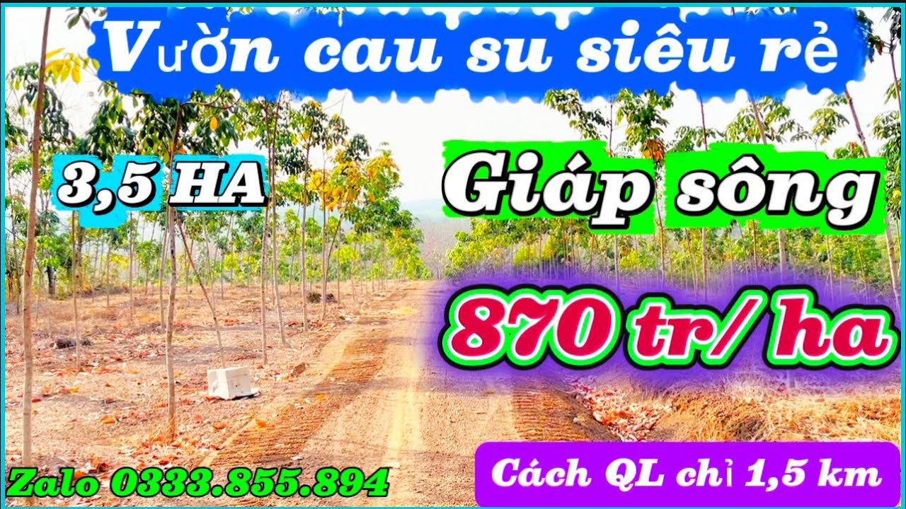 3,5 ha cau su giáp sông cách DT 759 chỉ 1,5 km giá siêu rẻ chỉ 870 tr/ ha gặp chủ tl