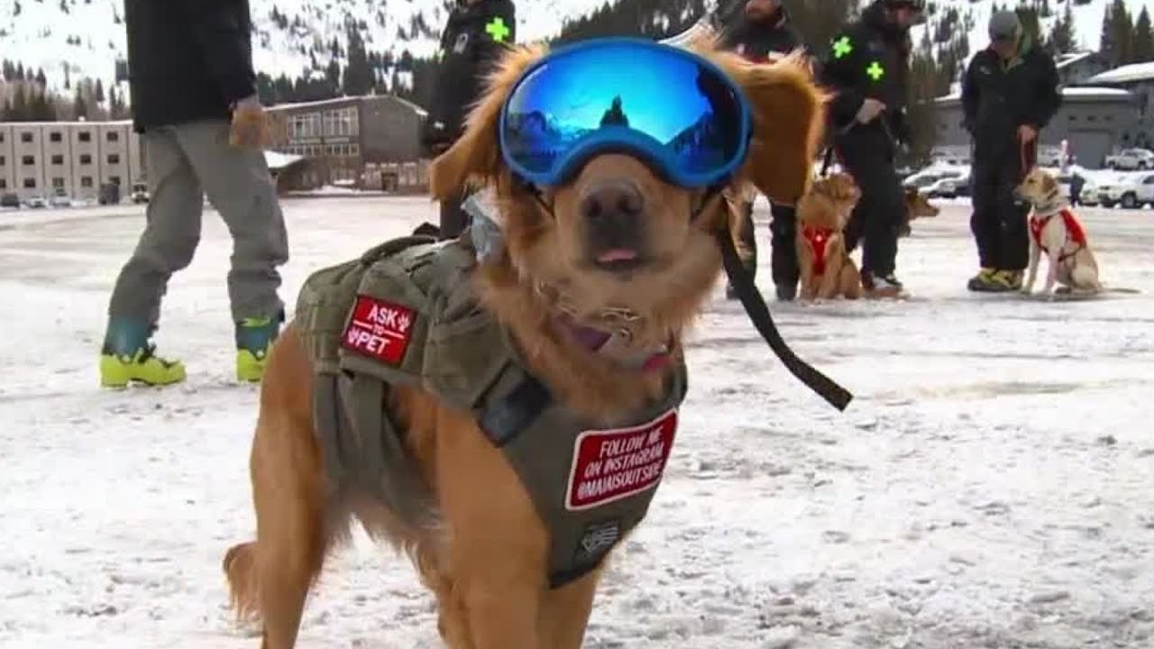 Avalanche dogs from all over the West Coast travel to Utah to learn lifesaving skills