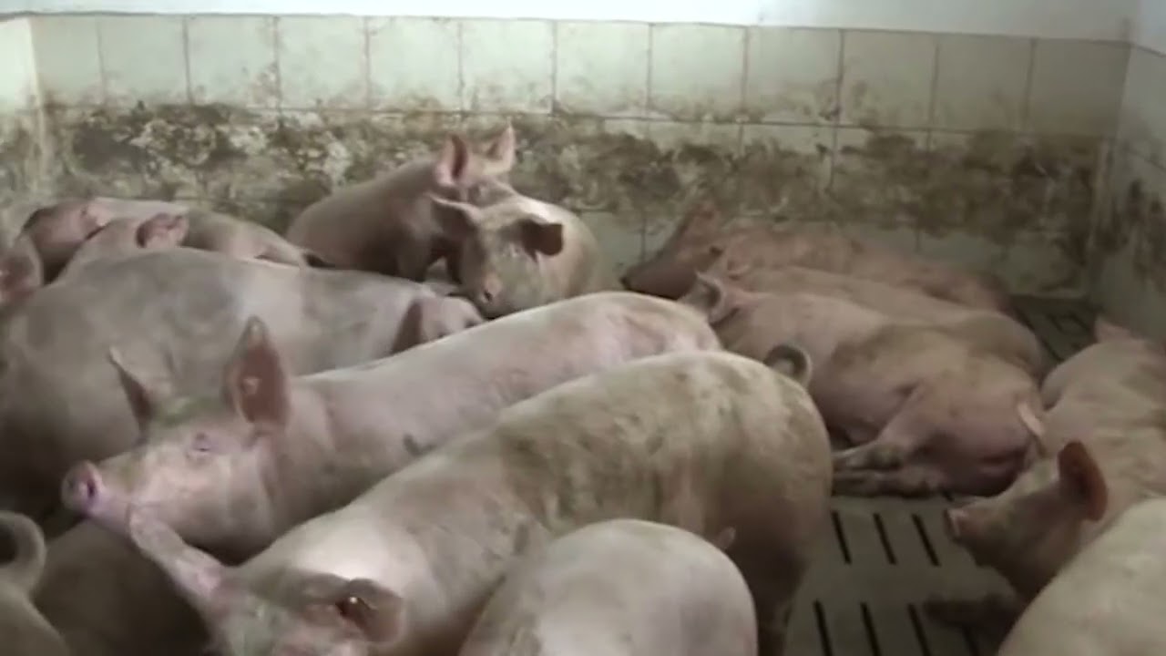 Čime možete, a čime nikako ne smete hraniti svinje