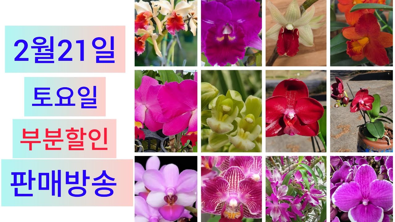 2월21일 토요일  부분할인 판매방송  ❤️ 