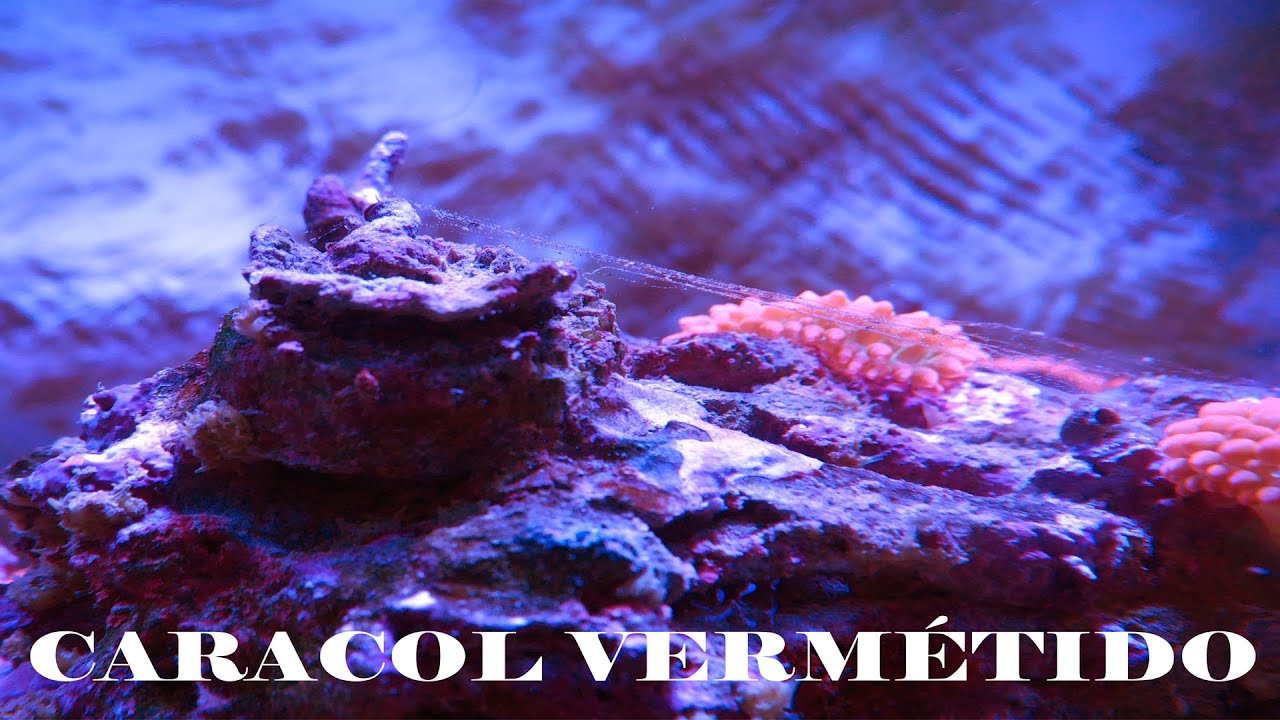 ¿Lo conoces? Limpia tu acuario sin darte cuenta!