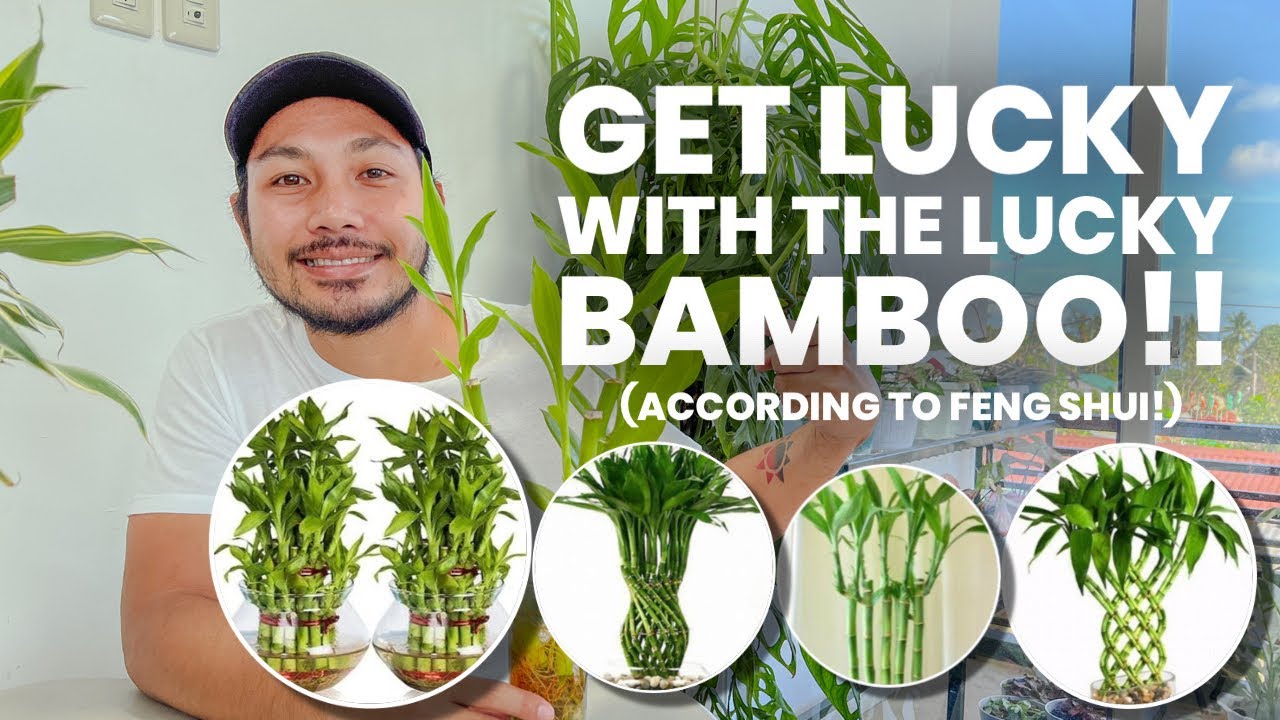 EVERYTHING YOU NEED TO KNOW ABOUT LUCKY BAMBOO! | CARE TIPS AND MORE