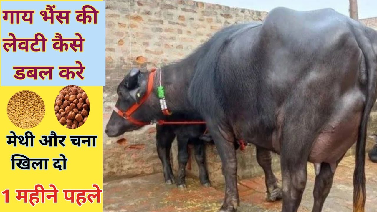 गाय भैंस की लेवटी 10 दीन मे डबल करने वाला घरेलू उपाय | bhains ka udder kaise badhaen