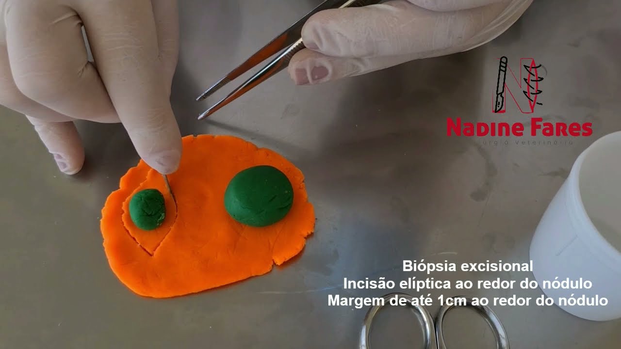 Aprenda a fazer uma biópsia! (Learn how to perform a biopsy!)