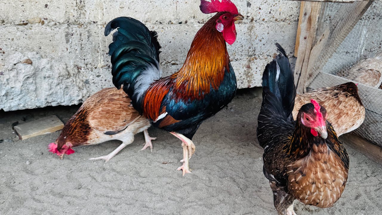 طلعت وجبه مال أفراخ اله فدشي 👌🏻🐥+يوميات المحميه 