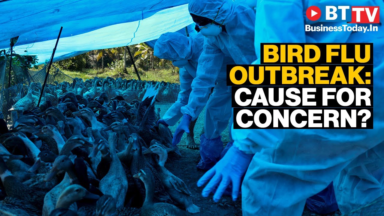 Bird flu scare grips India amid the ongoing coronavirus situation