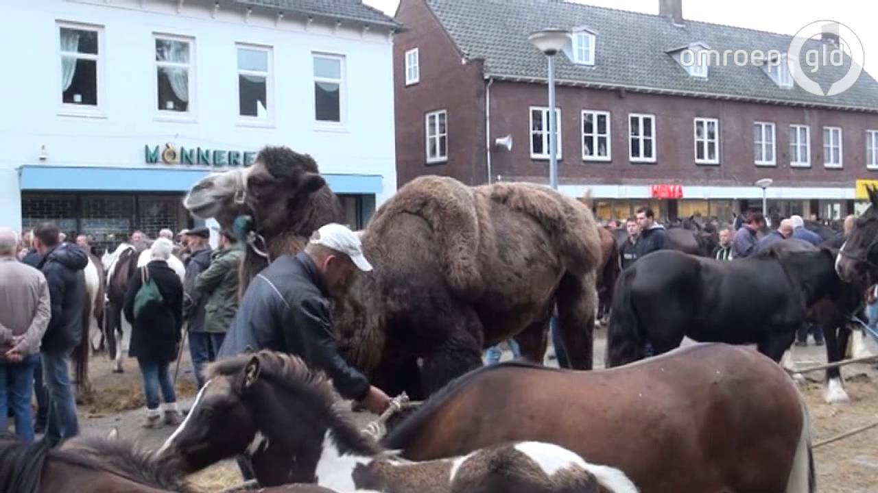 Kameel op de paardenmarkt in Elst