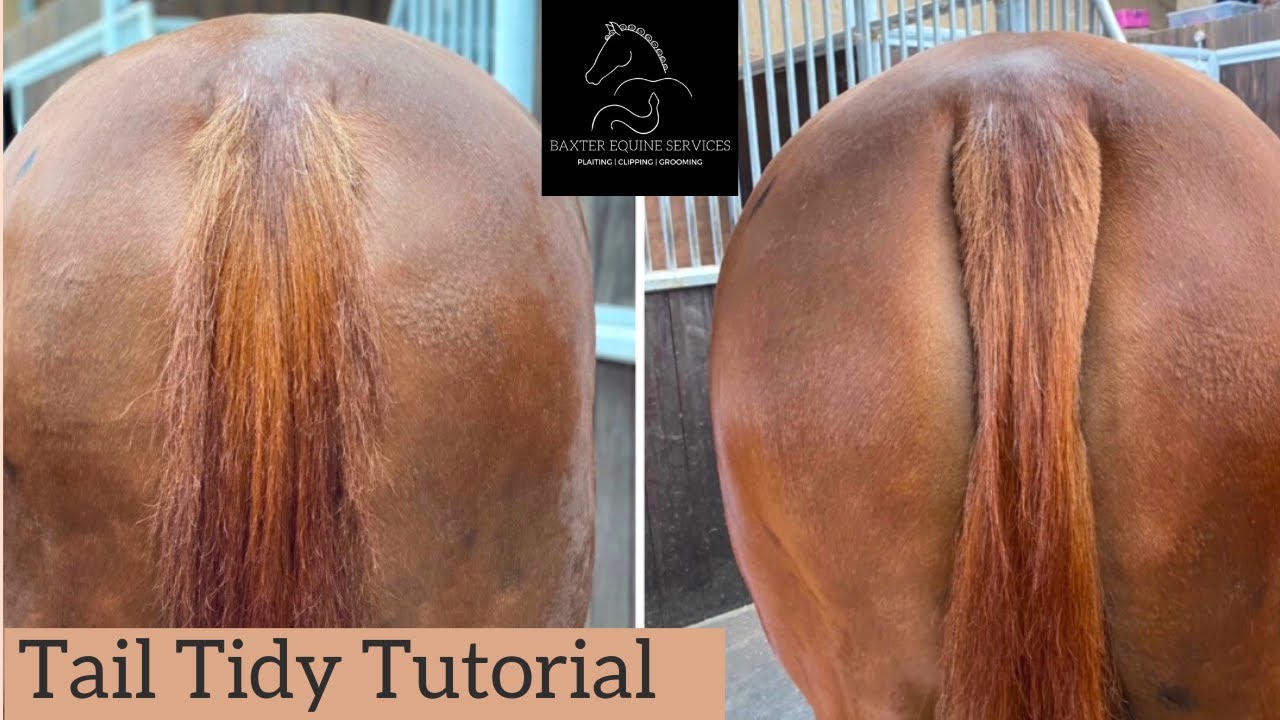 TAIL TIDY TUTORIAL | for the pulled look, without the pain