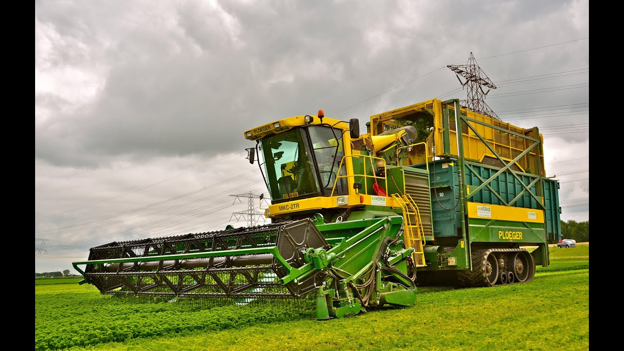 Ploeger MKC-2TR - Peterselie maaien | Mowing parsley - loonbedrijf Maverko / VNK Herbs