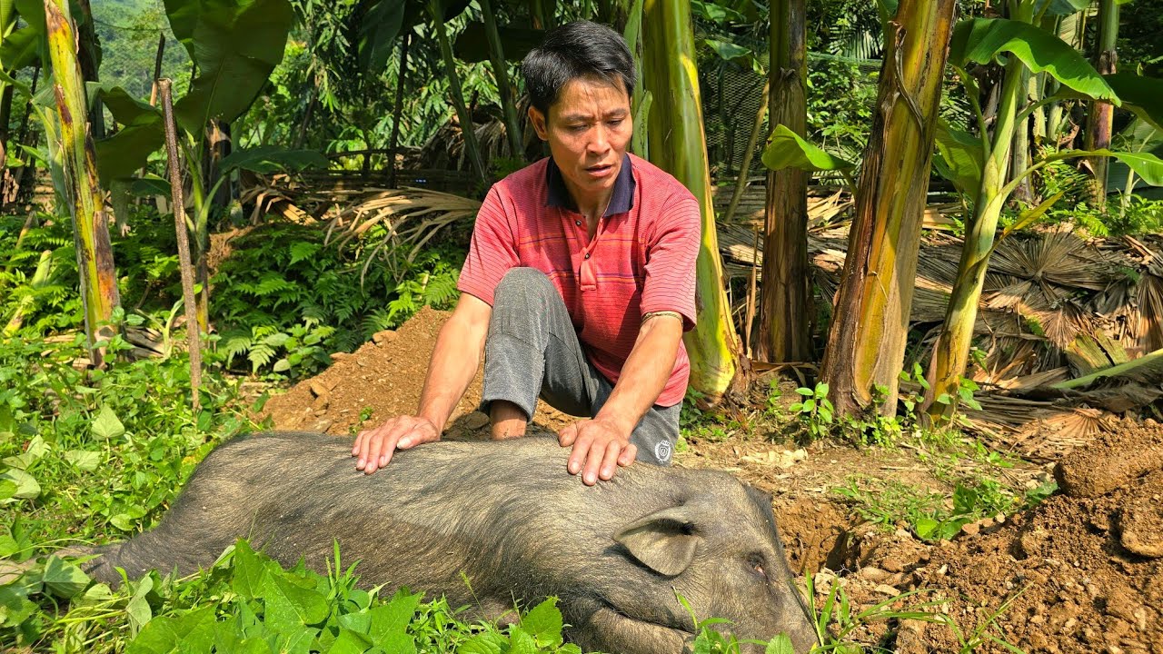 Black Pig Suddenly Died 😢 - Swine Flu Prevention - Grapefruit Harvest for Market | Solo Survival