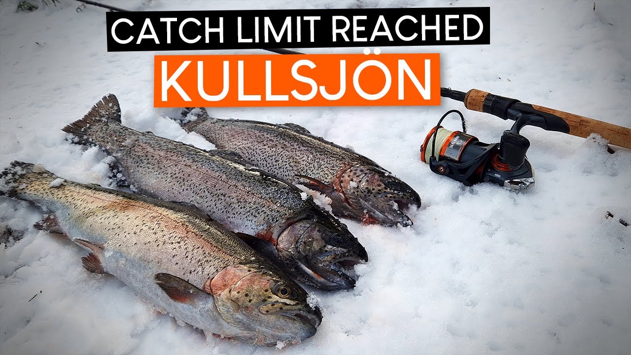 RAINBOW TROUT biting like crazy: Catch limit reached at KULLSJÖN!