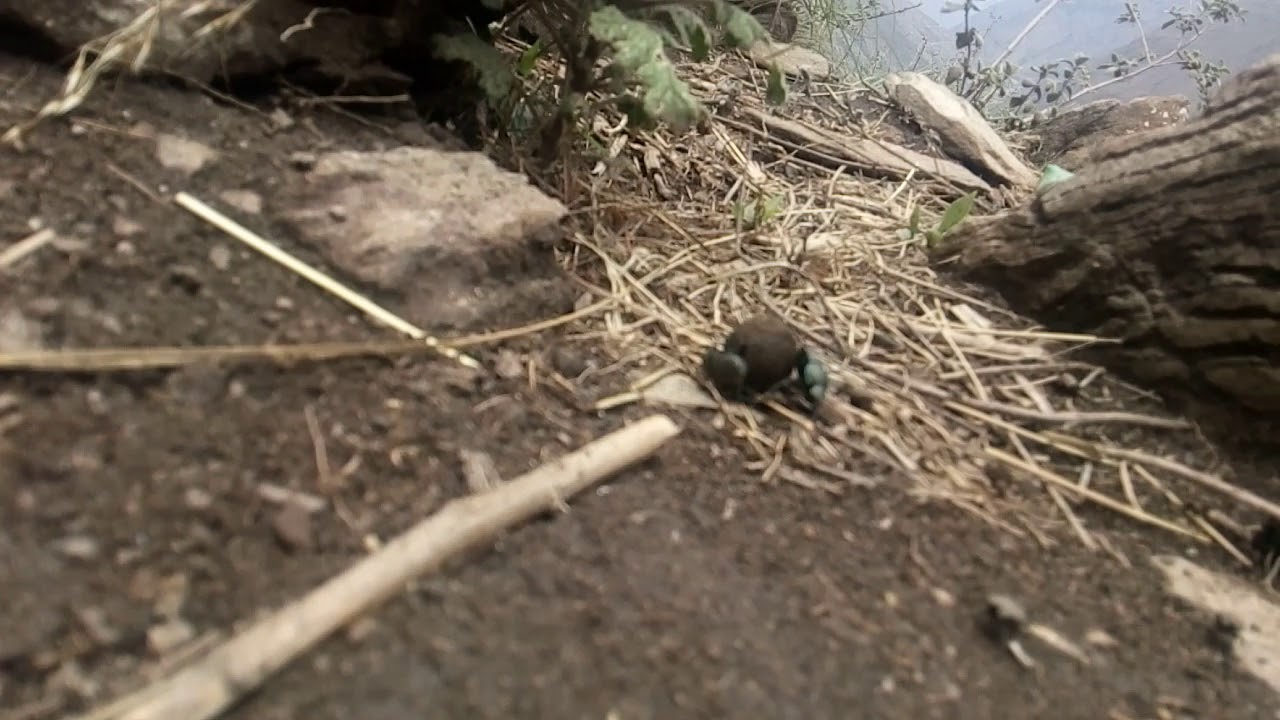 Team work example of insect