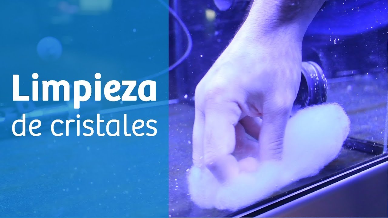 Cómo limpiar cristales 🌟 [ Mantenimiento del acuario ]