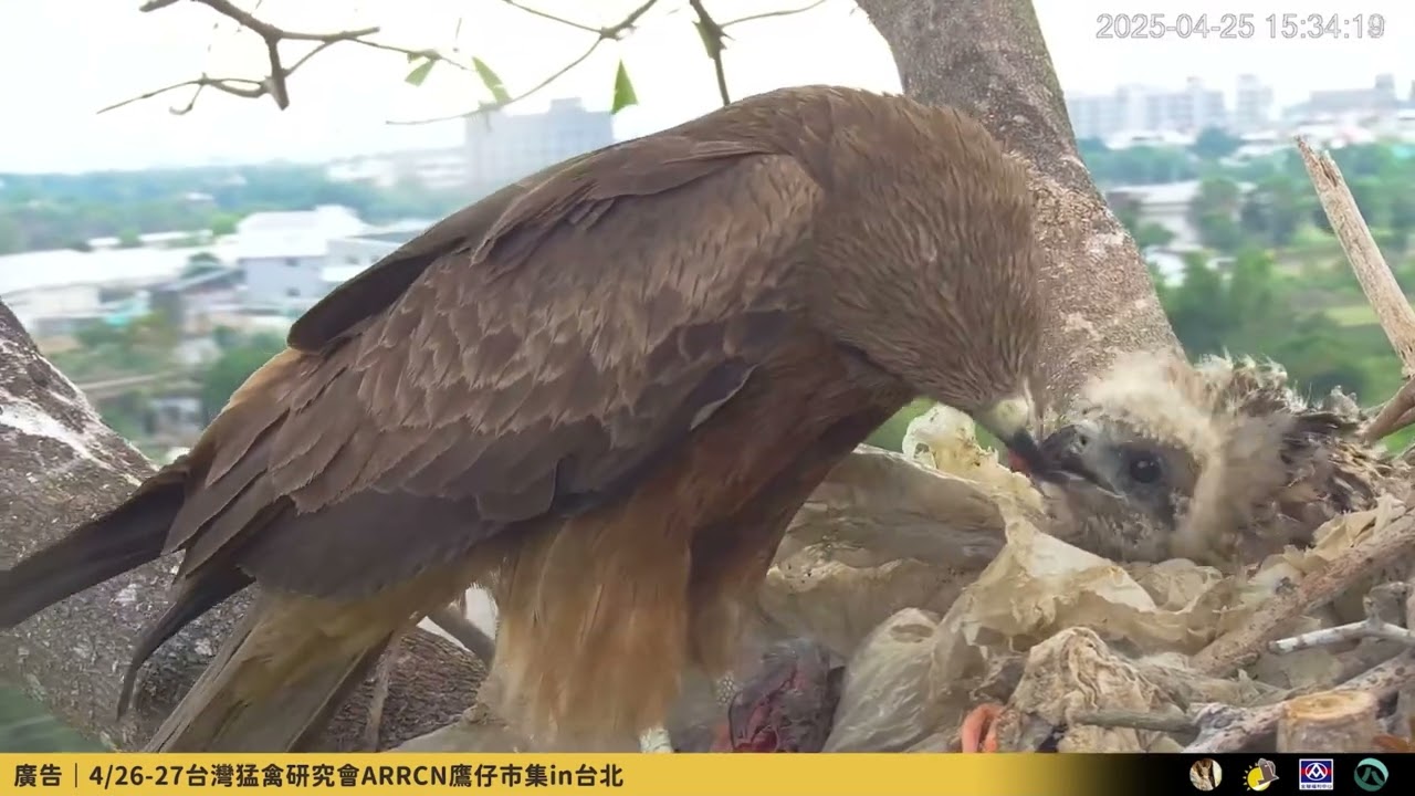【臺灣黑鳶育雛直播】母鳥餵食