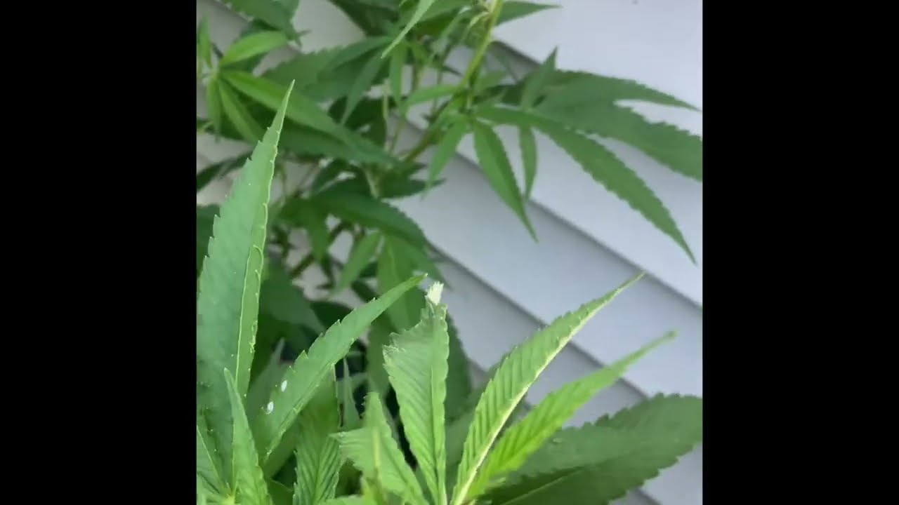 Killer clones and killer strains Day 58 and 65