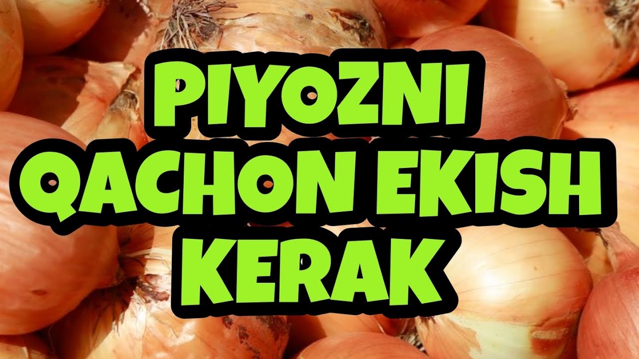 #piyoz PIYOZNI QAYSI KUNLARDA EKKAN MAQUL BILIP OLAMIZ #agro #issiqxona #dehqonchilik