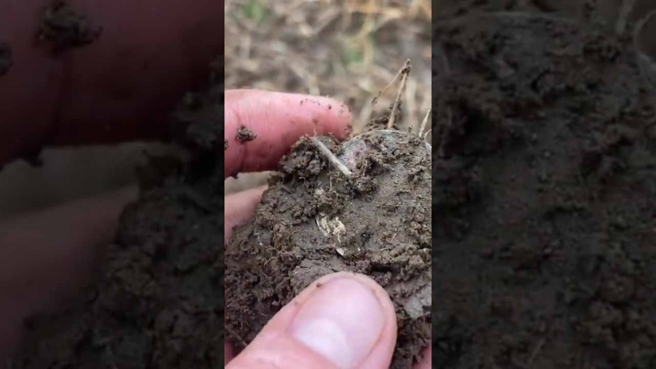 Вот почему мы занимаемся металлопоиском! Огромное серебро!