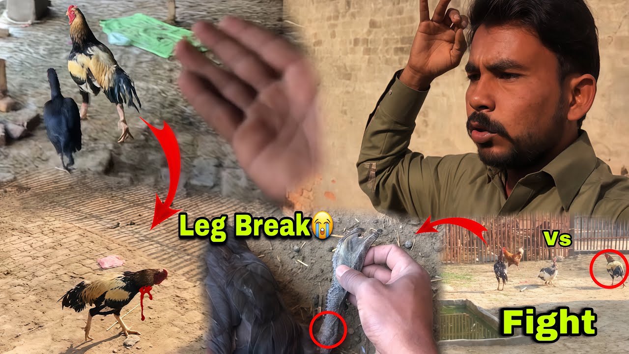 Aseel Mugay ki Fight ma Tang Tot Gay 😢Ab kia ho ga