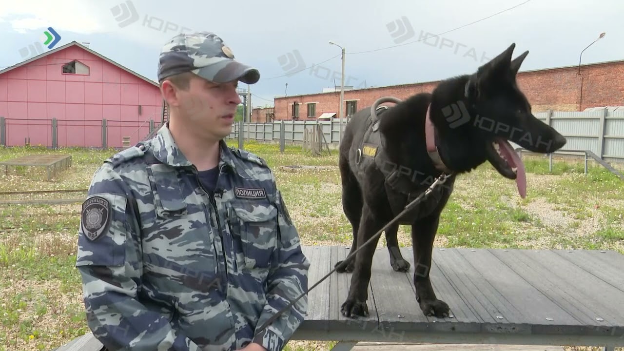 Полицейские собаки на страже правопорядка