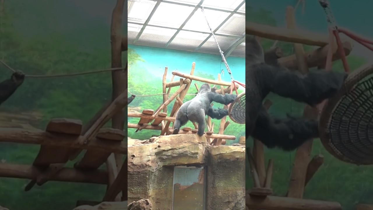 Silverback gorilla shows off strength and dominance #gorilla #meru