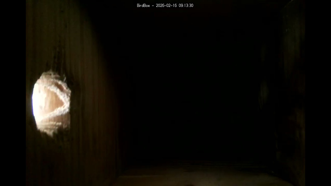 Birdbox - 2026-02-16