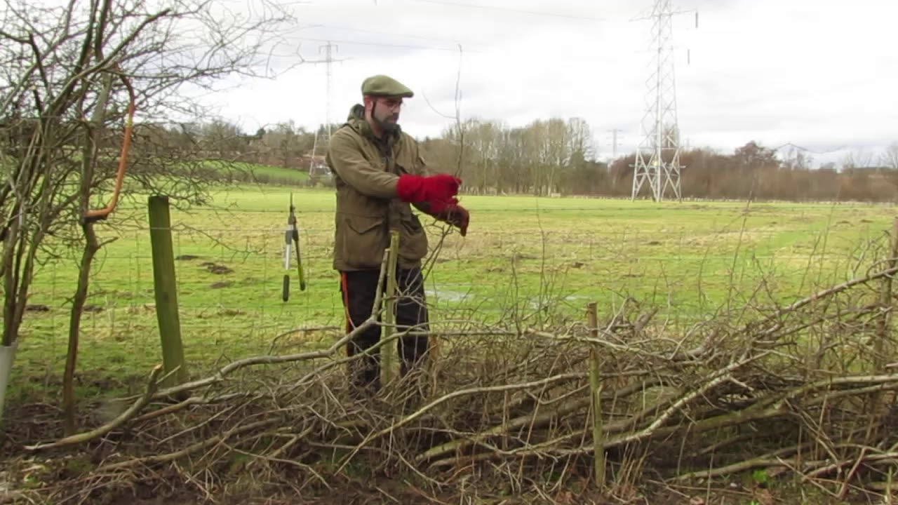 6  Binding a Ligger into a hedge