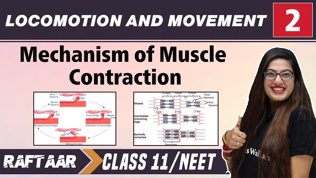 Locomotion and Movement 02 || Mechanism of Muscle Contraction || Class11/NEET RAFTAAR