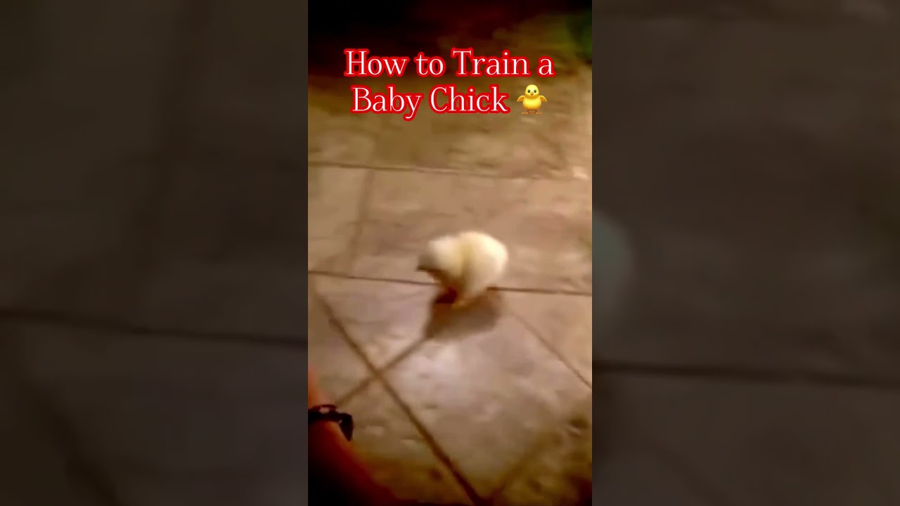How to Train a Baby Chick 🐤