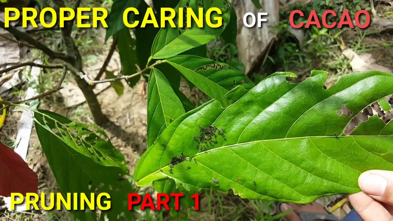 Proper caring of cacao / pruning part 1