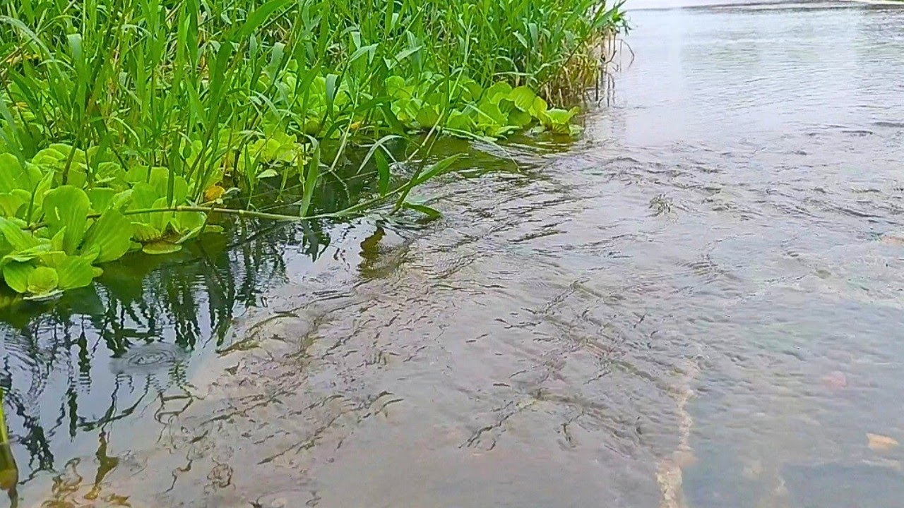 Com forte chuva a noite toda 🌧️, Vejam como está o Rio Salgado na manhã de hoje 