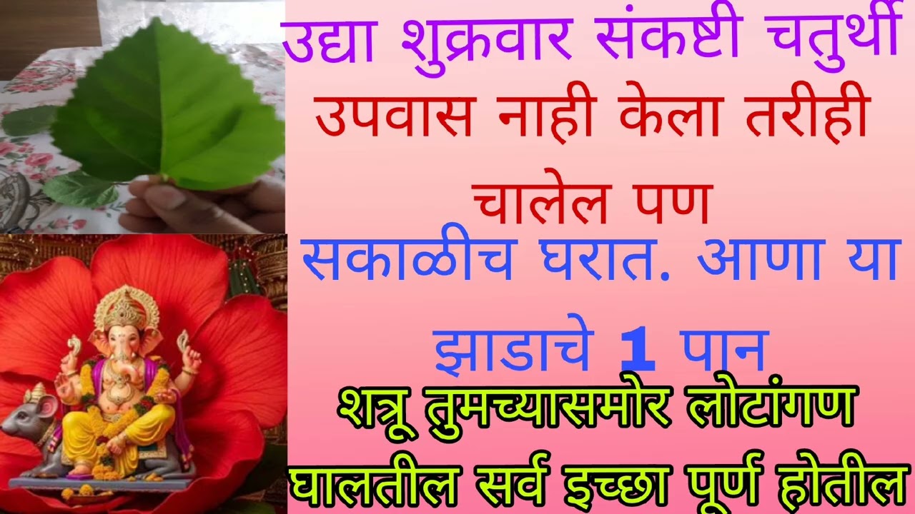 उद्या शुक्रवार संकष्ट चतुर्थी सकाळीच घरात आणा या झाडाचे १ पान सर्व इच्छा पूर्ण होतील