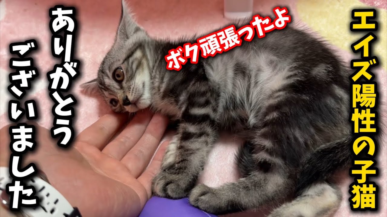 高熱に苦しんだ子猫についてご報告があります