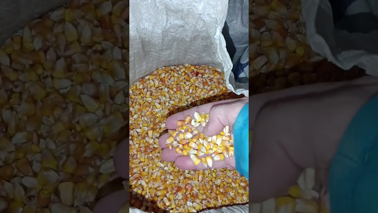 Цены на зерно ‼️ Срочно еду по пшеницу,кукурузу и ячмень.