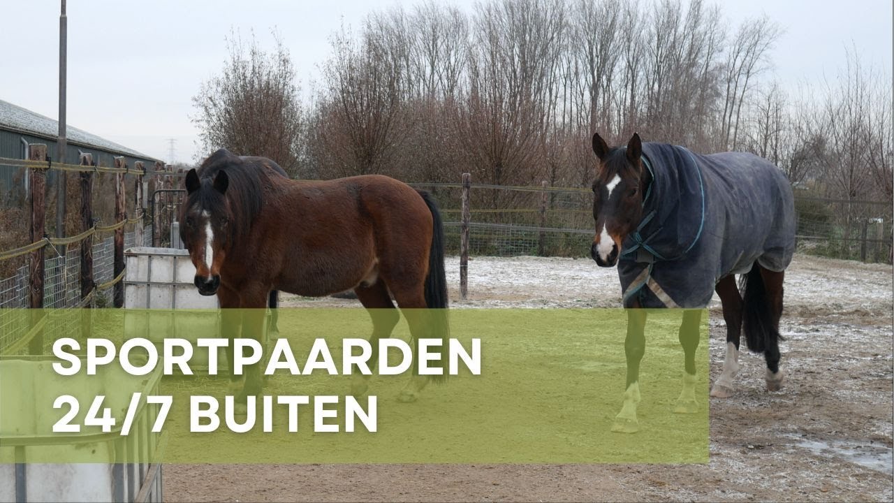 Sportpaarden 24/7 Buiten in groepshuisvesting | Rijnlandhoeve - Natuurlijke huisvesting