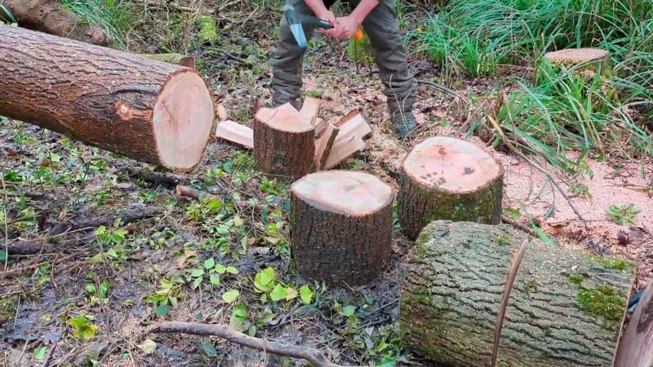 How to PREVENT BARBERCHAIR? felling diseased Ash trees