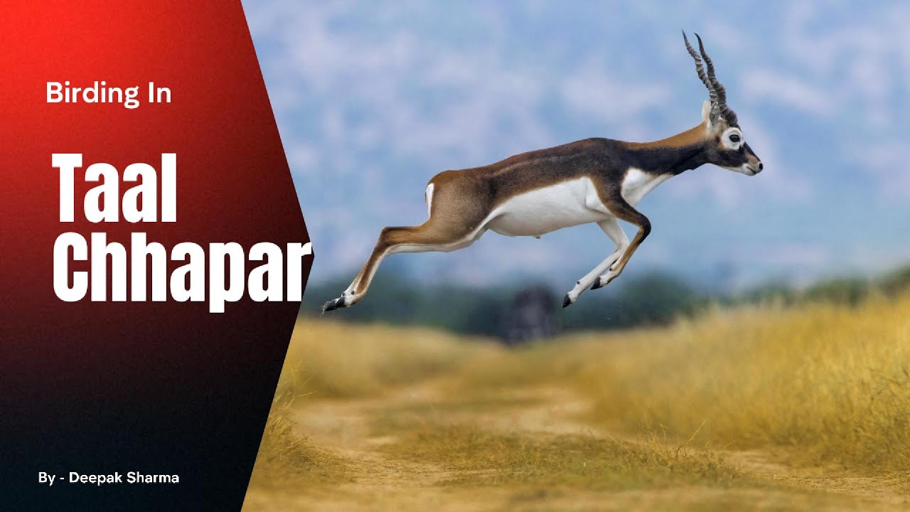 Raptors Heaven | Taal Chhapar | Churu, Rajasthan | Bird Photography