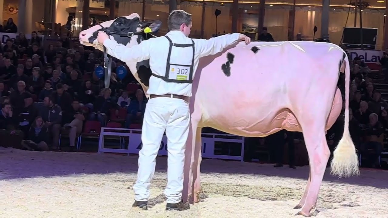 Juniorchampion Holstein Expo Bulle 2024