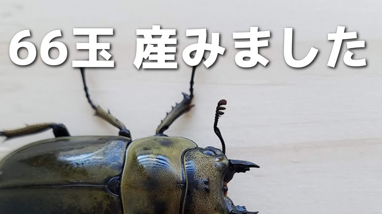 ババ 1メス66玉採卵のノウハウ公開【ババオウゴンオニクワガタ】