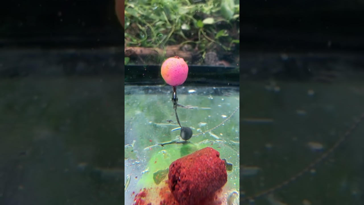 Pink Pop-up mack2 stick darkdevil #carpfishing #carpiste #popup